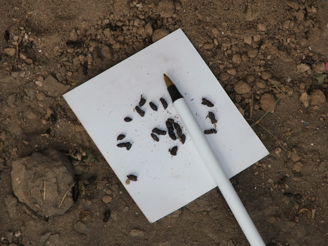 Allstate Animal Control, bat droppings guano sized by pen